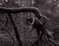 Torzo borovice, Fragment of pine